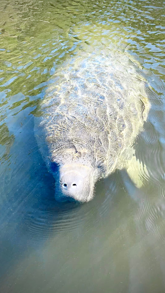 Save the Manatee